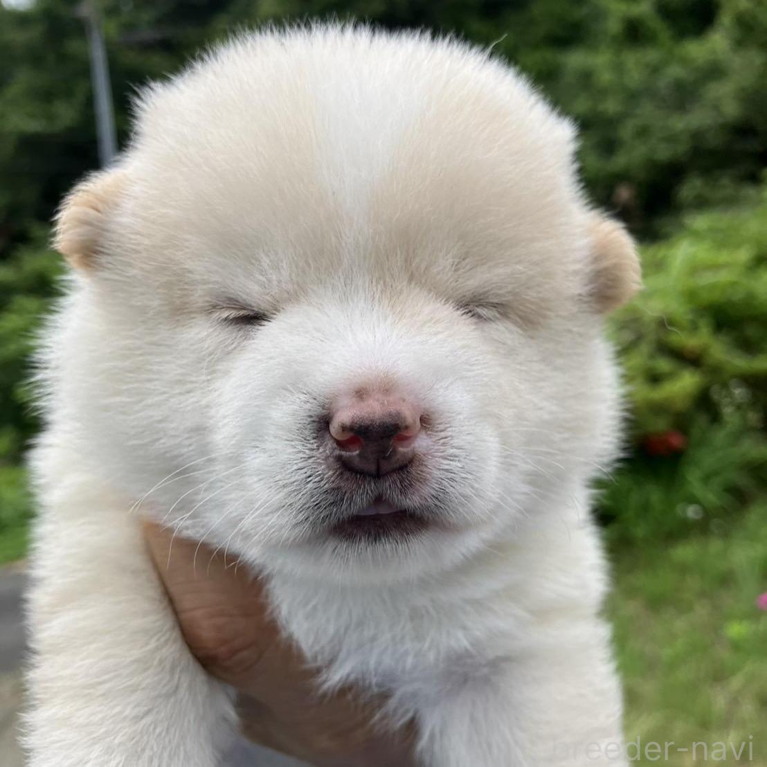 販売中の福島県のミックス犬-394549の2枚目
