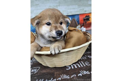 販売中の兵庫県の柴犬-394555の4枚目