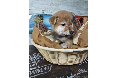 販売中の兵庫県の柴犬-394555の3枚目