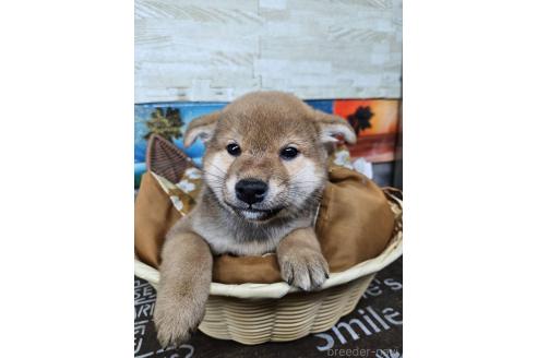 販売中の兵庫県の柴犬-394555の2枚目