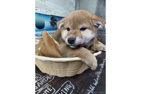販売中の兵庫県の柴犬-394555の1枚目