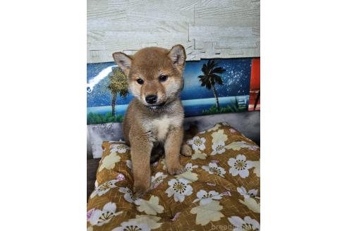 販売中の兵庫県の柴犬-394556の6枚目