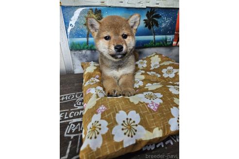 販売中の兵庫県の柴犬-394556の1枚目
