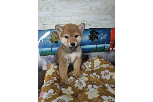 販売中の兵庫県の柴犬-394556の5枚目