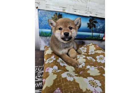 販売中の兵庫県の柴犬-394556の4枚目