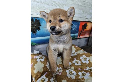 販売中の兵庫県の柴犬-394556の3枚目
