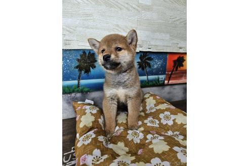 販売中の兵庫県の柴犬-394556の2枚目