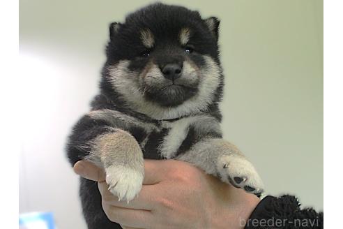 販売中の宮城県の柴犬-394567の2枚目