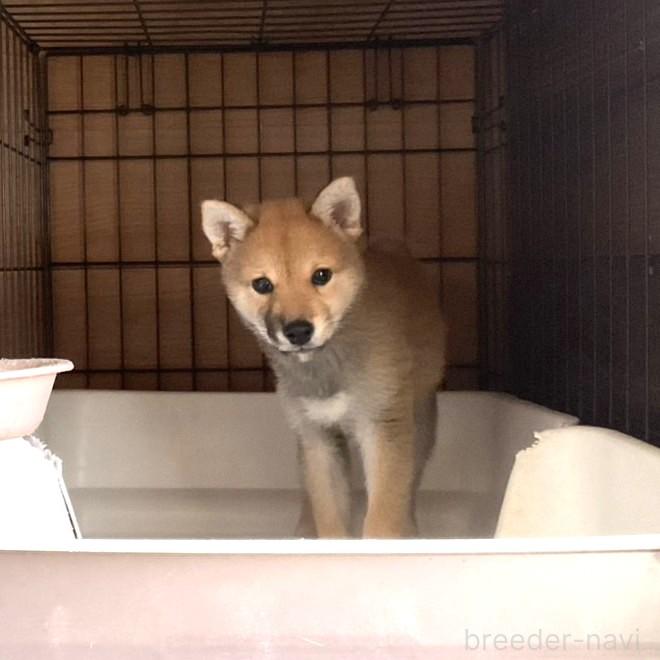 販売中の岡山県の柴犬-394569の9枚目
