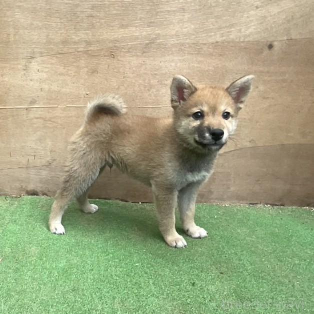 販売中の岡山県の柴犬-394569の10枚目