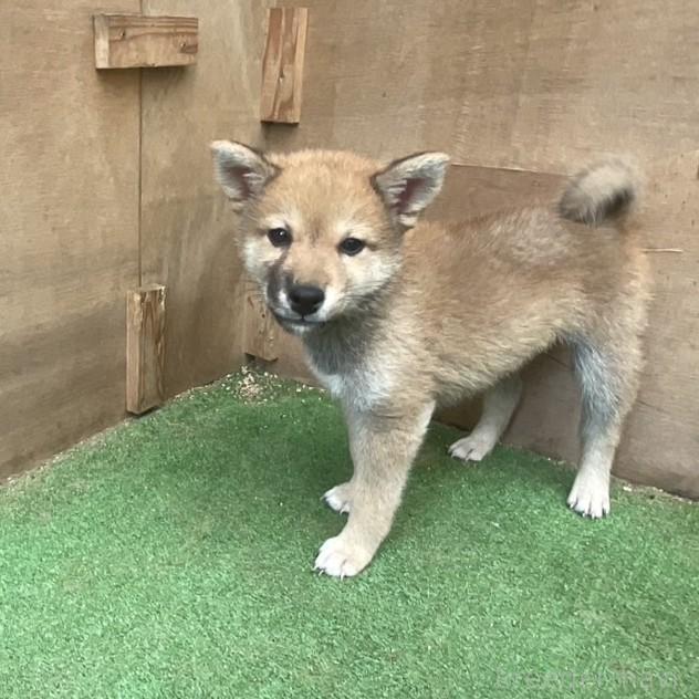 販売中の岡山県の柴犬-394569の8枚目
