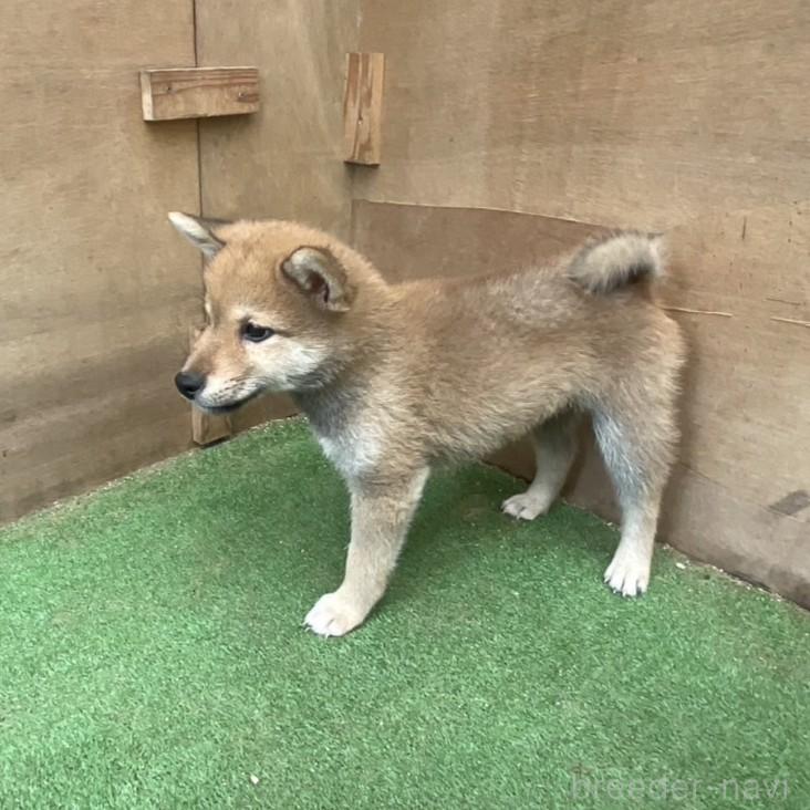 販売中の岡山県の柴犬-394569の7枚目