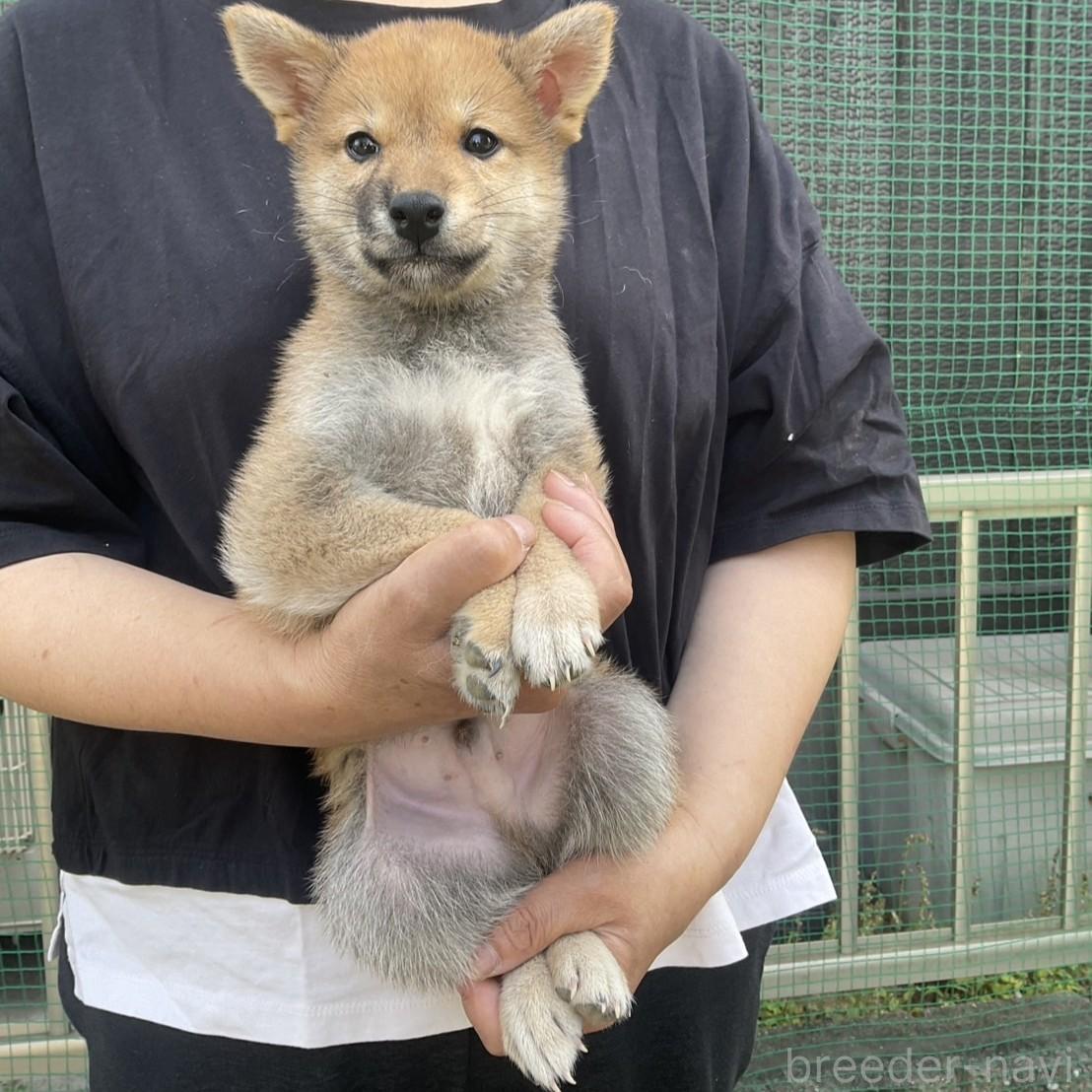 販売中の岡山県の柴犬-394569の6枚目