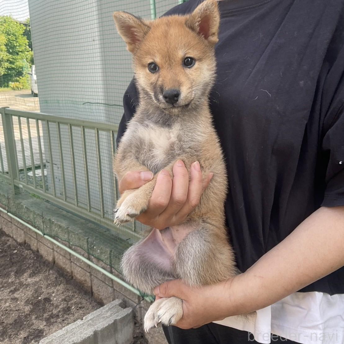 販売中の岡山県の柴犬-394569の5枚目