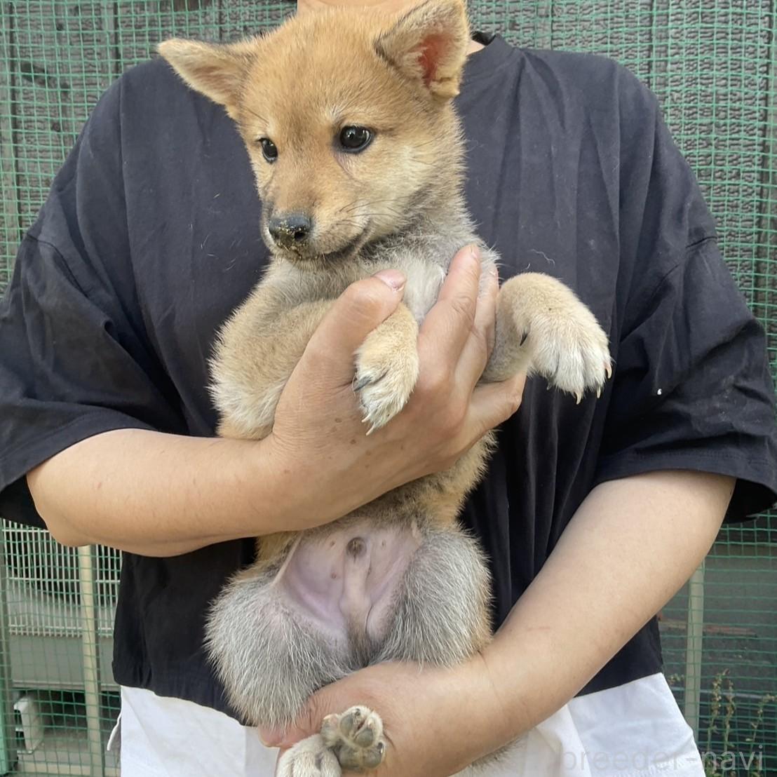 販売中の岡山県の柴犬-394569の4枚目