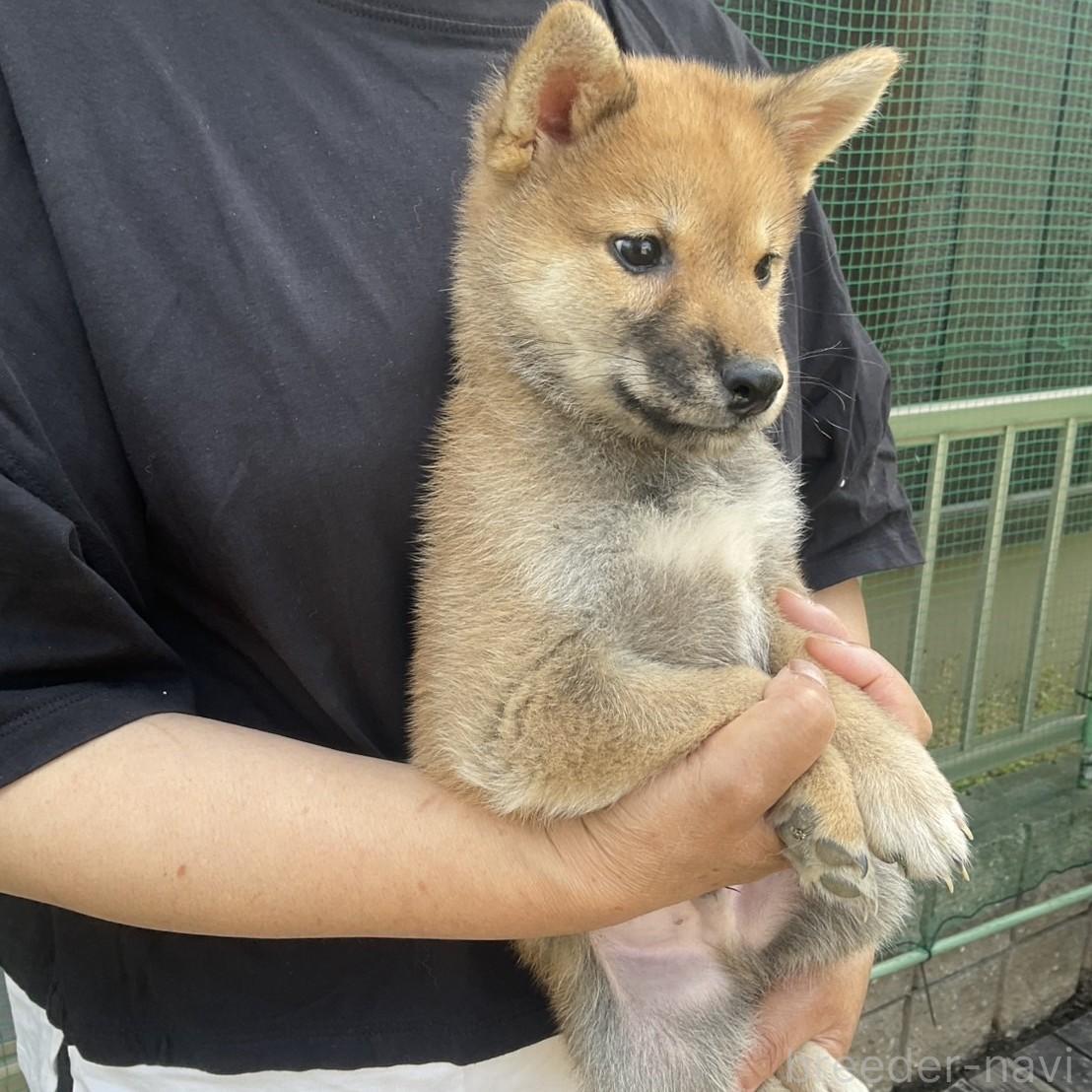 販売中の岡山県の柴犬-394569の3枚目