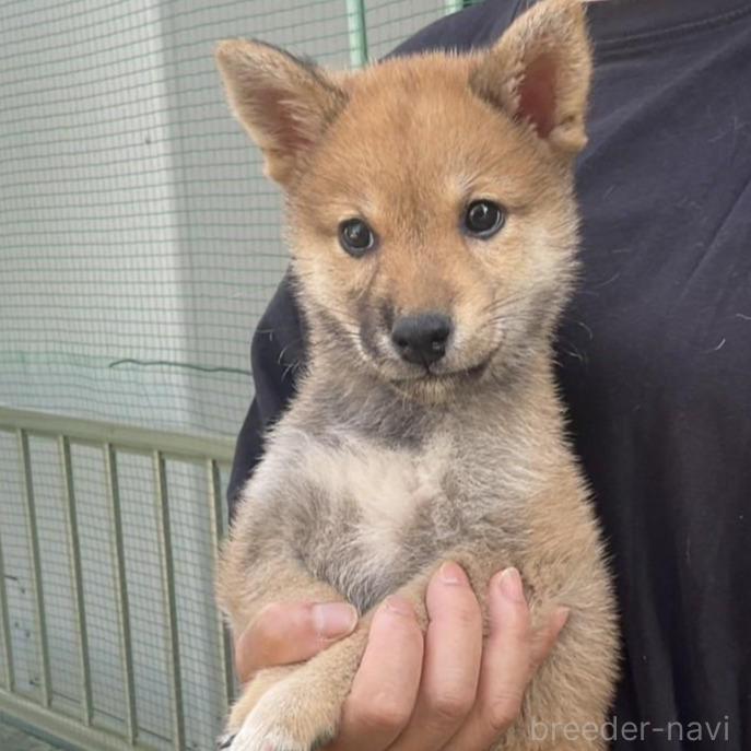 販売中の岡山県の柴犬-394569の2枚目