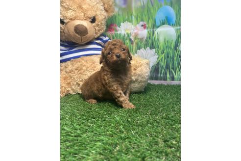 販売中の神奈川県のティーカッププードル-394571の4枚目