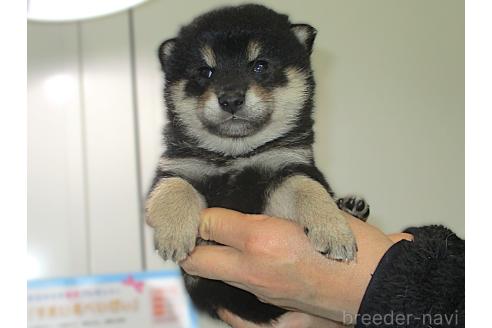 販売中の宮城県の柴犬-394570の3枚目