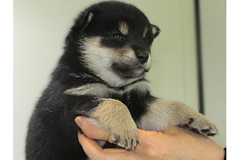 販売中の宮城県の柴犬-394570の2枚目
