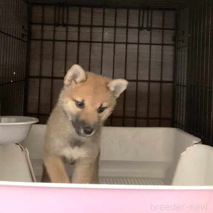 販売中の岡山県の柴犬-394573の3枚目
