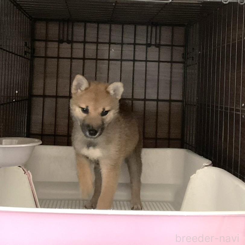 販売中の岡山県の柴犬-394573の2枚目