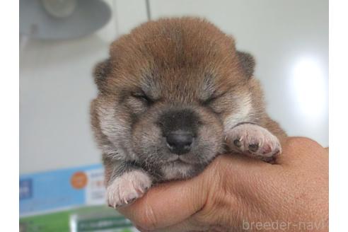 販売中の宮城県の柴犬-394574の5枚目