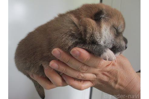 販売中の宮城県の柴犬-394574の4枚目