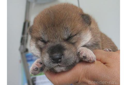 販売中の宮城県の柴犬-394574の3枚目