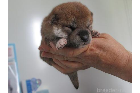 販売中の宮城県の柴犬-394574の2枚目