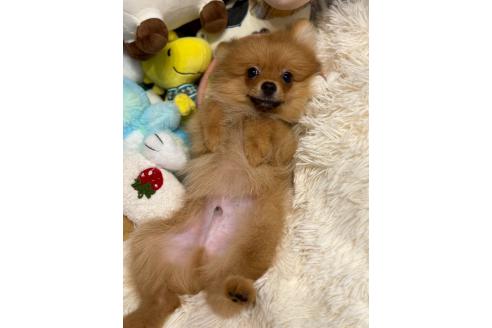 販売中の山形県のポメラニアン-381888の3枚目