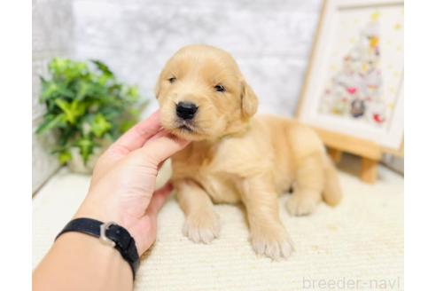 販売中の岐阜県のゴールデンレトリーバー-394595の6枚目