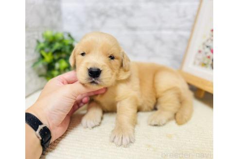 販売中の岐阜県のゴールデンレトリーバー-394595の5枚目