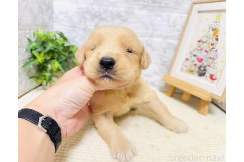 販売中の岐阜県のゴールデンレトリーバー-394595の4枚目