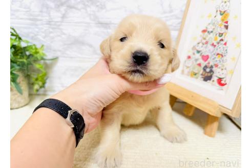販売中の岐阜県のゴールデンレトリーバー-394596の2枚目