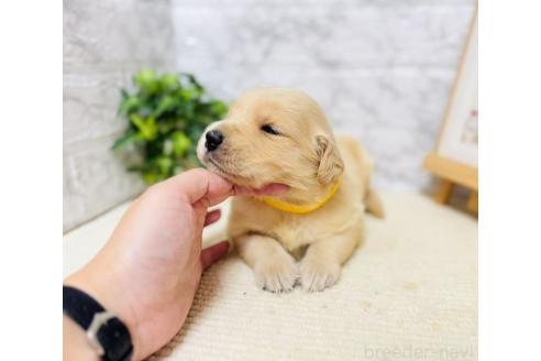 販売中の岐阜県のゴールデンレトリーバー-394597の5枚目