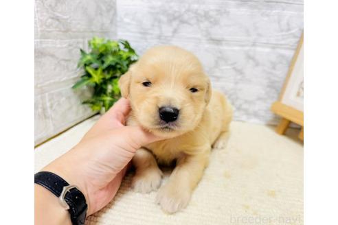 販売中の岐阜県のゴールデンレトリーバー-394597の3枚目