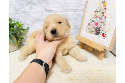販売中の岐阜県のゴールデンレトリーバー-394598の3枚目