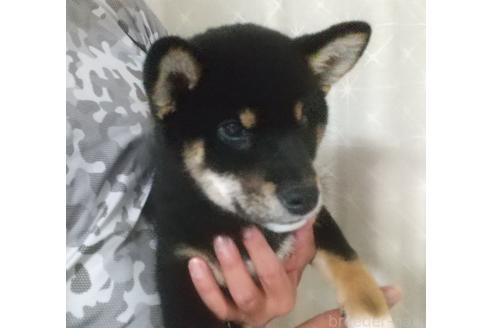 販売中の大分県の柴犬-394602の5枚目