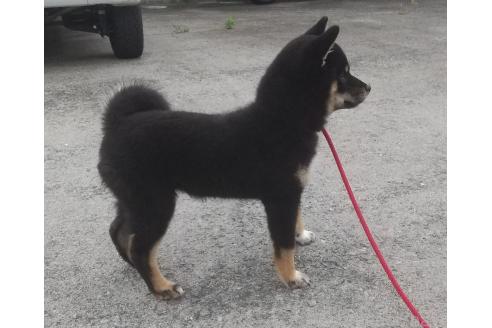販売中の大分県の柴犬-394602の3枚目