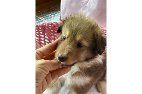 販売中の静岡県のシェットランドシープドッグ(シェルティ)-393245