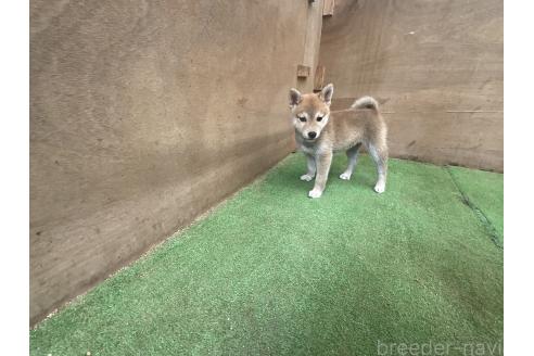 販売中の岡山県の柴犬-394575の7枚目