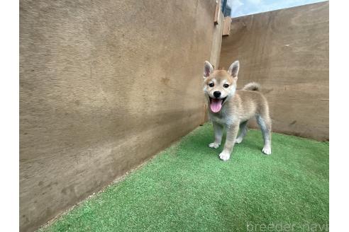 販売中の岡山県の柴犬-394575の6枚目