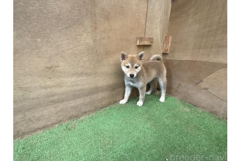販売中の岡山県の柴犬-394575の5枚目