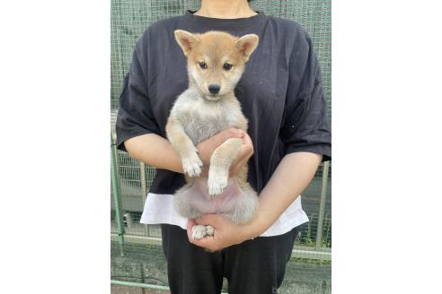 販売中の岡山県の柴犬-394575の4枚目
