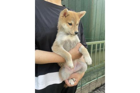 販売中の岡山県の柴犬-394575の3枚目