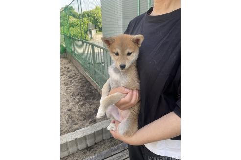 販売中の岡山県の柴犬-394575の2枚目