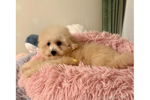 販売中の静岡県のタイニープードル-380157の17枚目