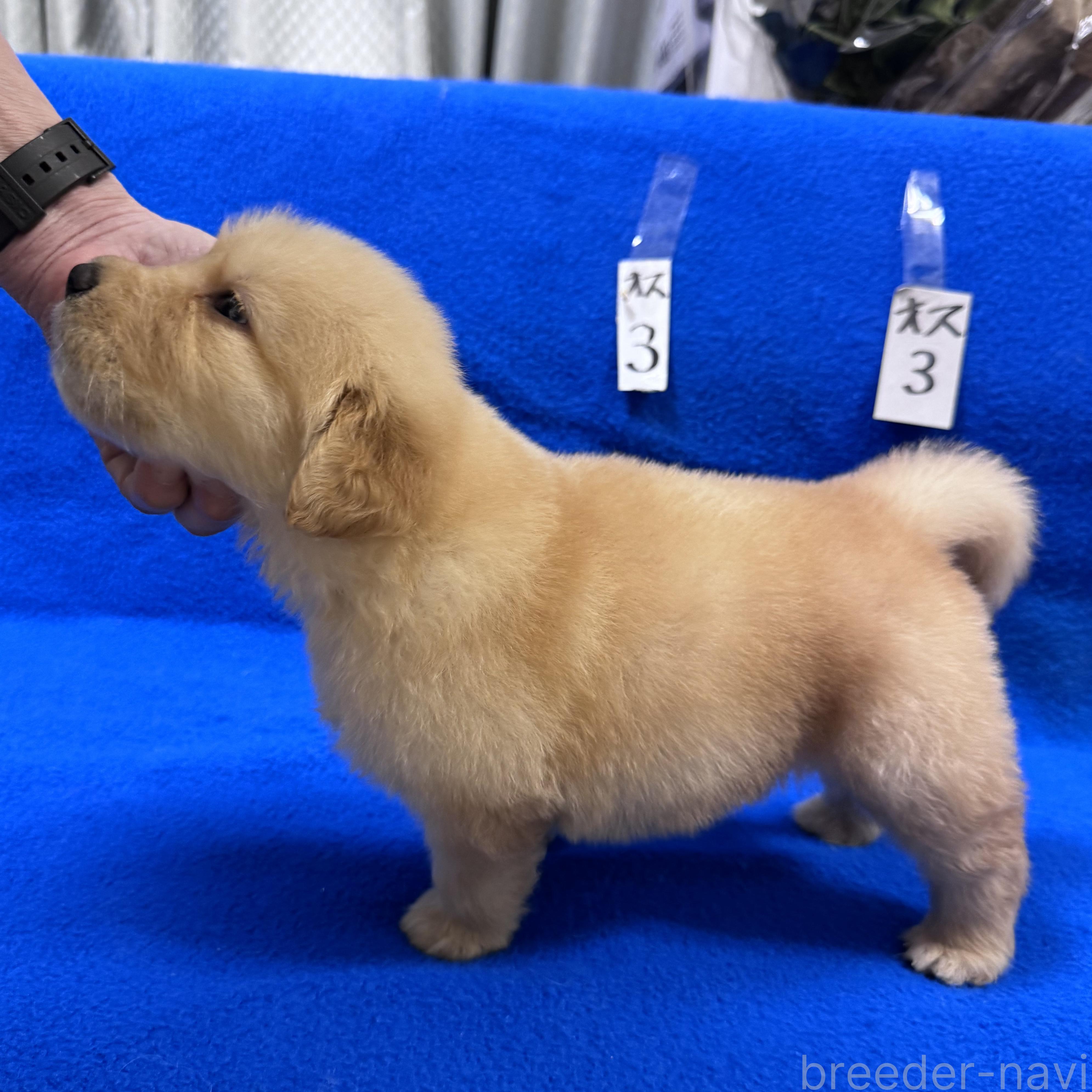 販売中の福岡県のゴールデンレトリーバー-394604の5枚目