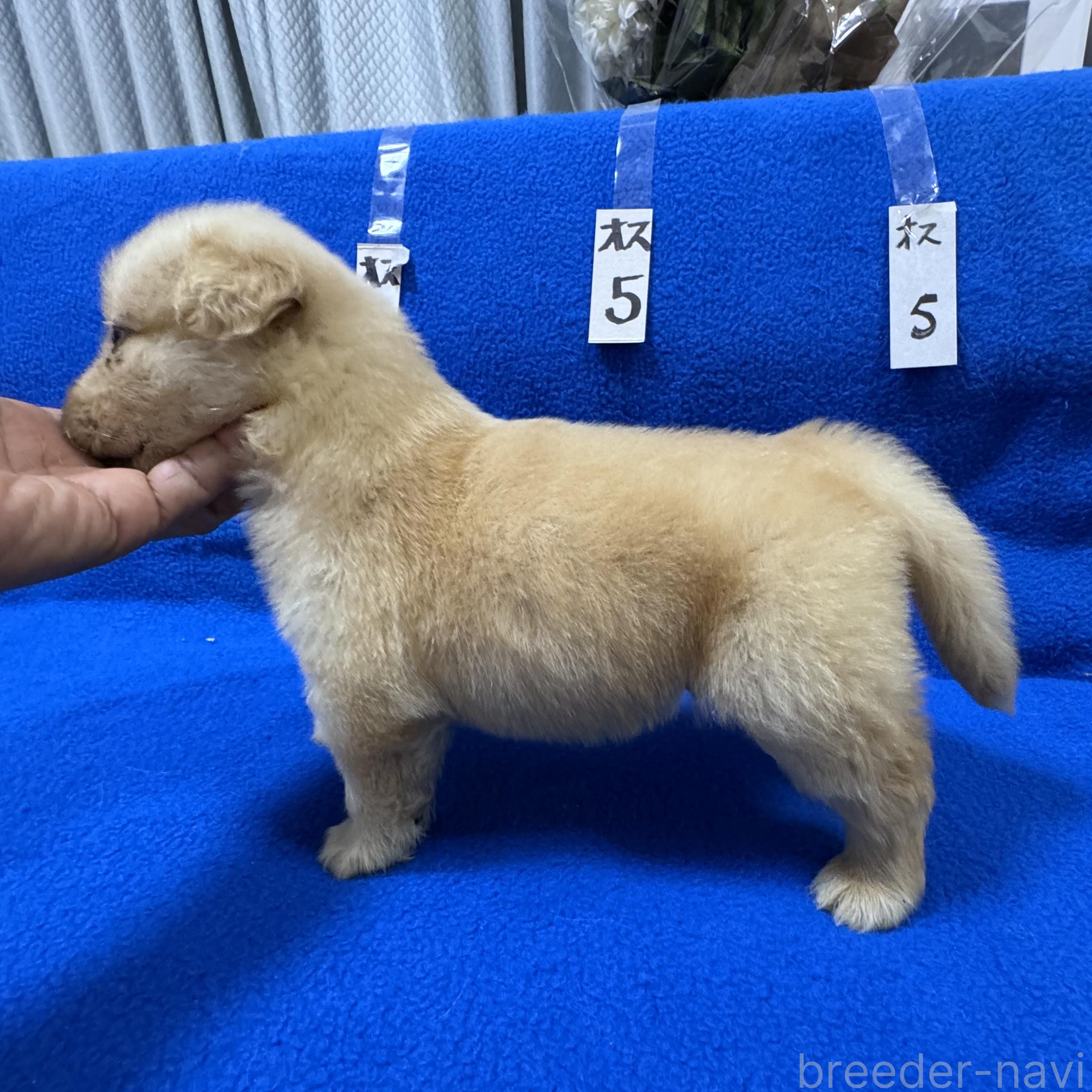 販売中の福岡県のゴールデンレトリーバー-394611の5枚目